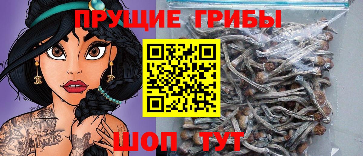 Галлюциногенные грибы Psilocybe Добрянка